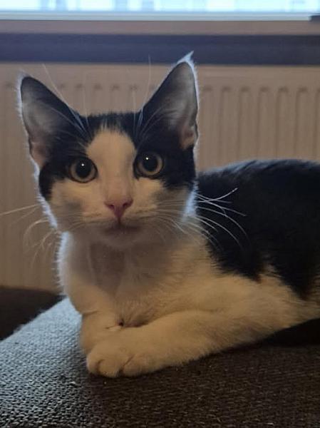 Kattenpraat