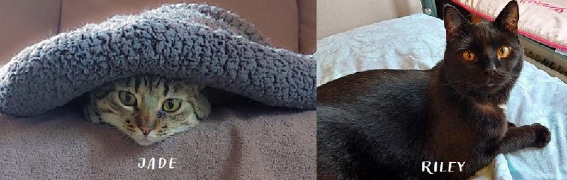 Kattenpraat