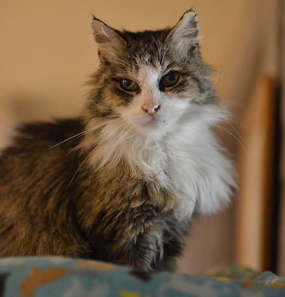 Kattenpraat