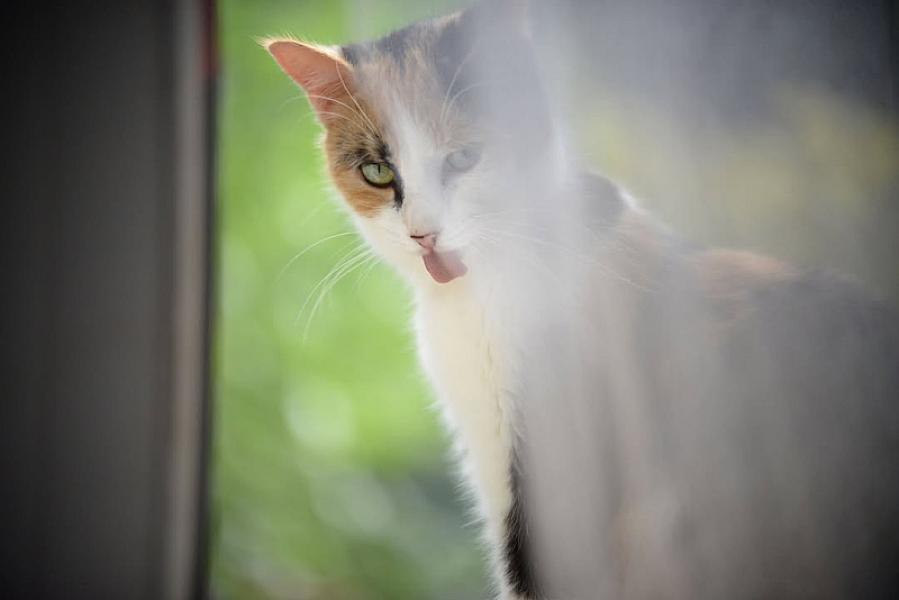 Kattenpraat