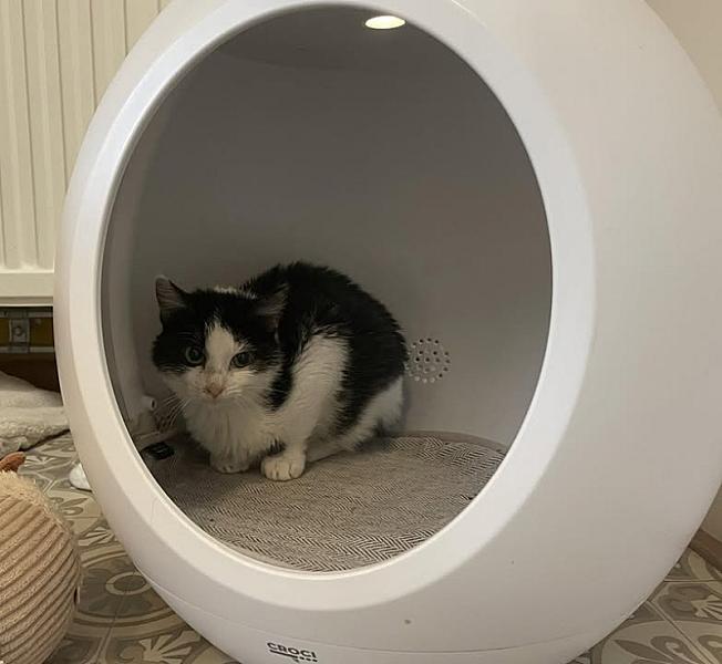 Kattenpraat