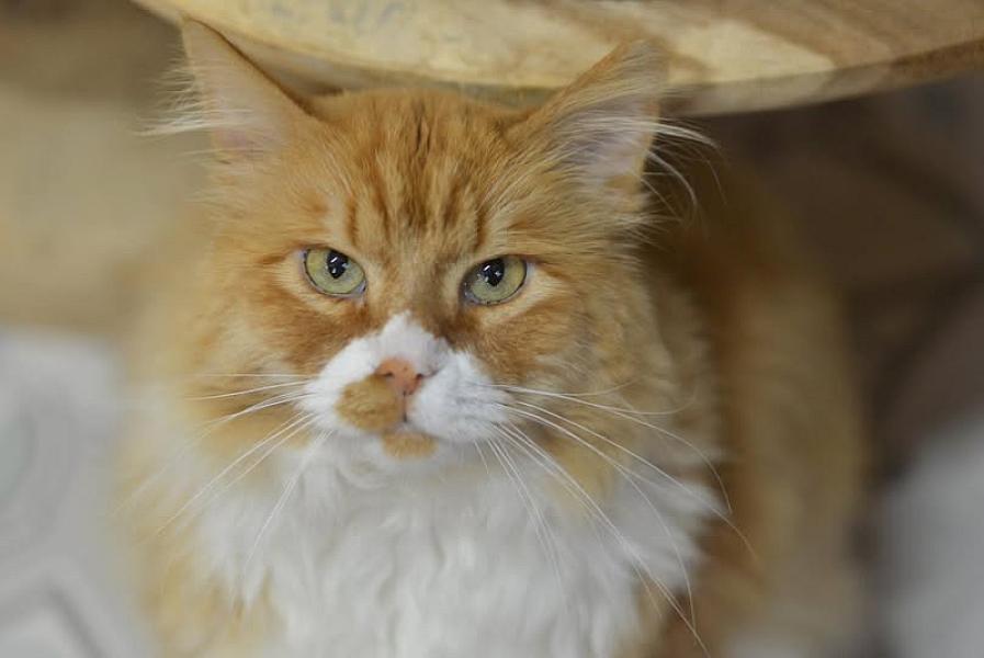 Kattenpraat