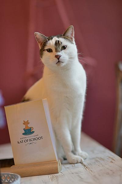 Kattenpraat