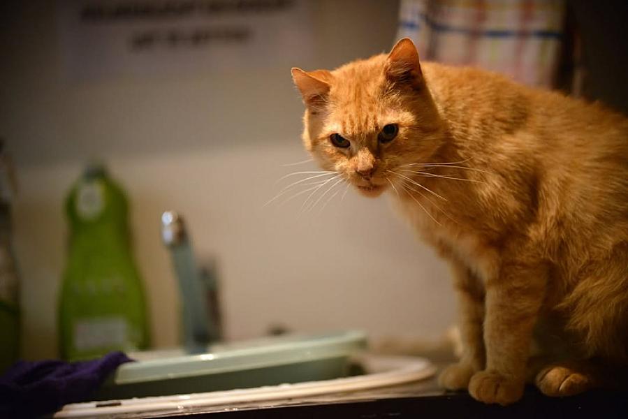 Kattenpraat