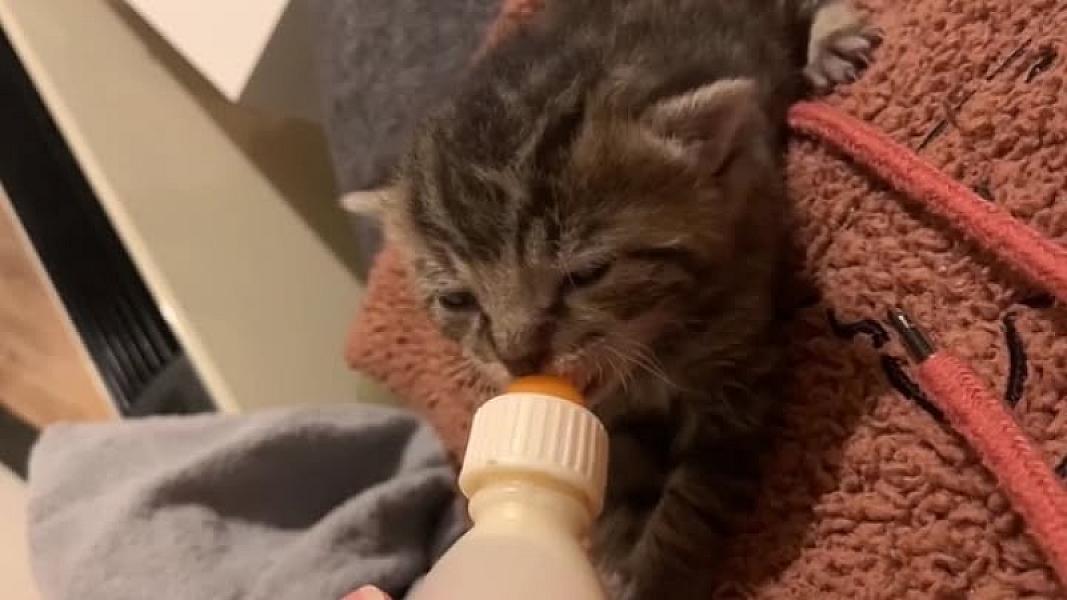 Kattenpraat