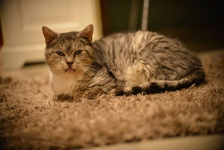 Kattenpraat