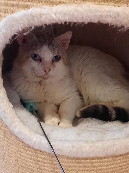 Kattenpraat