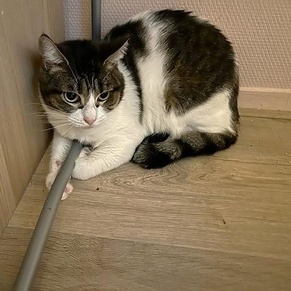 Kattenpraat
