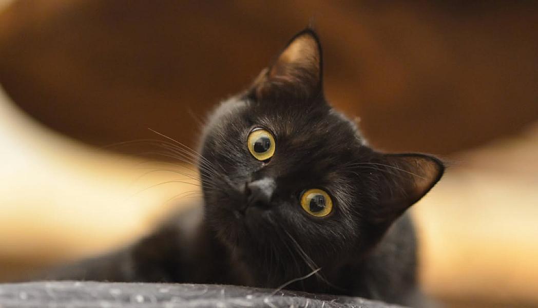 Kattenpraat