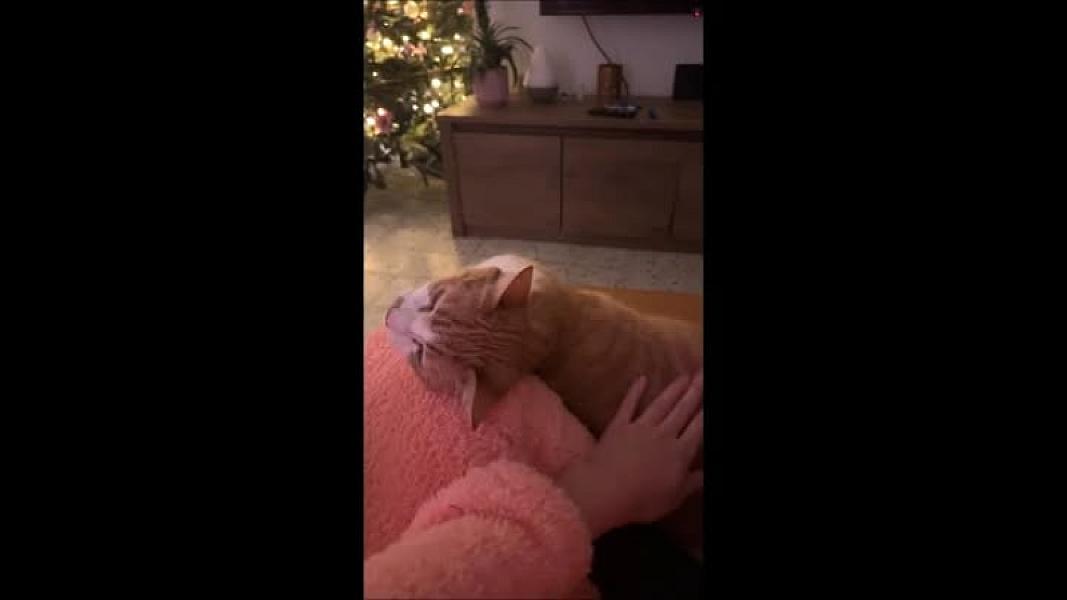 Kattenpraat