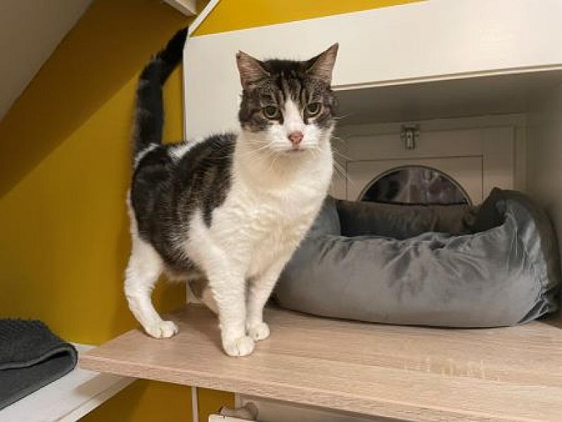Kattenpraat