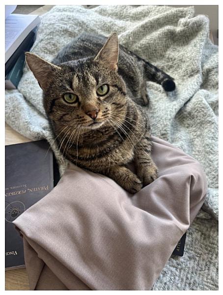 Kattenpraat