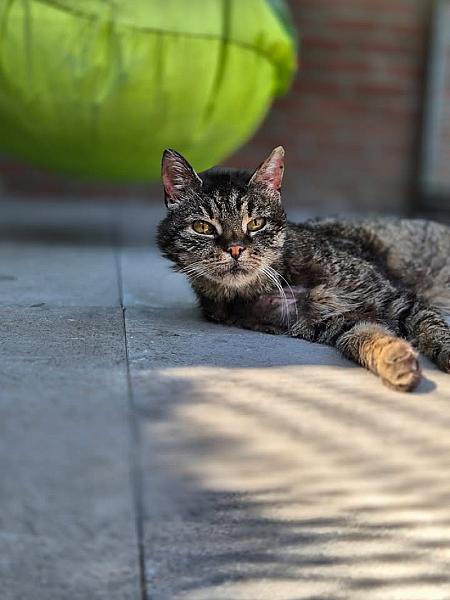 Kattenpraat