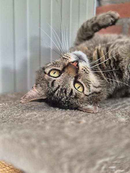 Kattenpraat