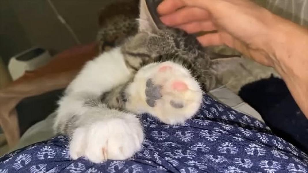 Kattenpraat