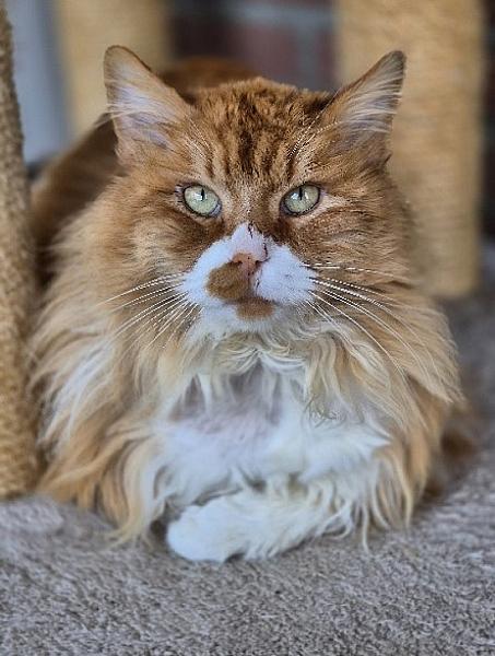 Kattenpraat