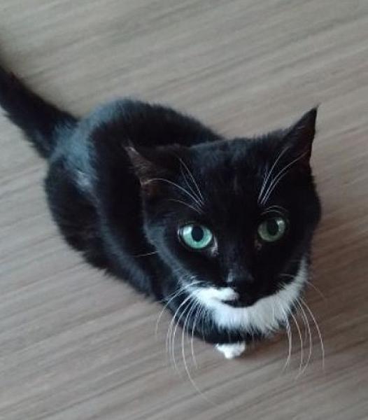 Kattenpraat