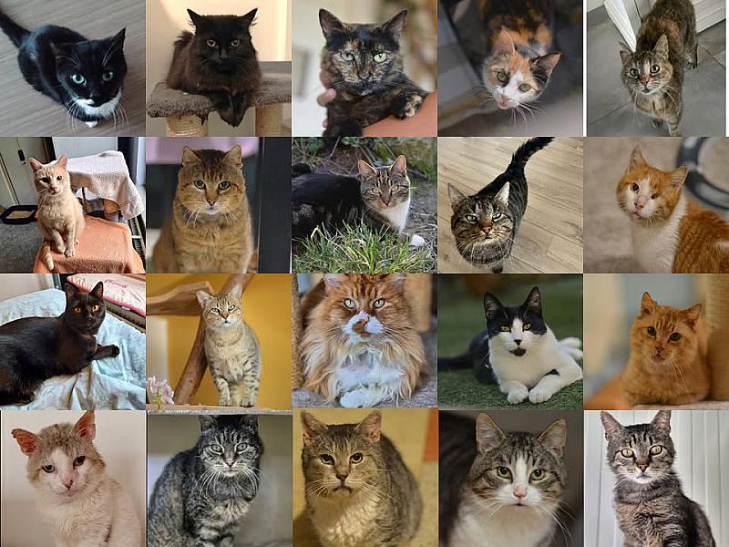 Kattenpraat