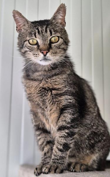 Kattenpraat