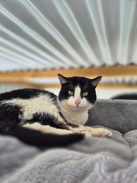 Kattenpraat
