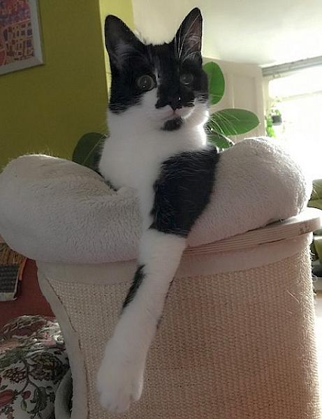 Kattenpraat