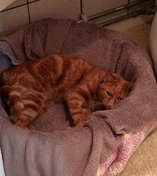 Kattenpraat