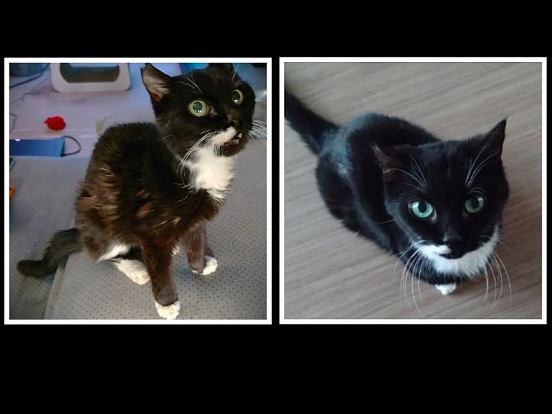 Kattenpraat