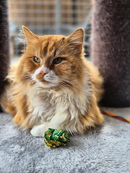 Kattenpraat
