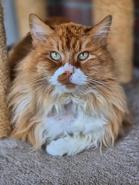 Kattenpraat