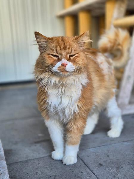 Kattenpraat