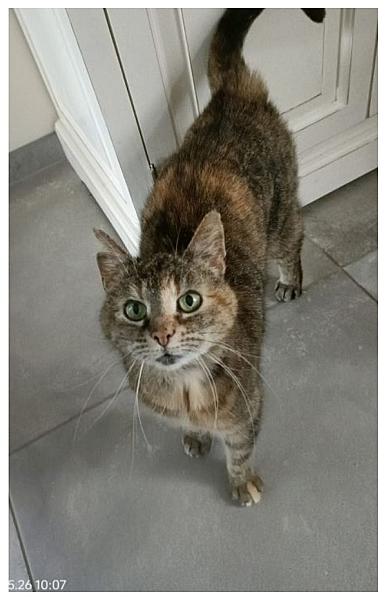 Kattenpraat