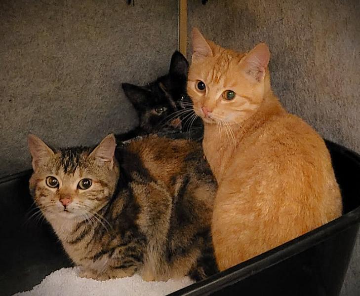Kattenpraat