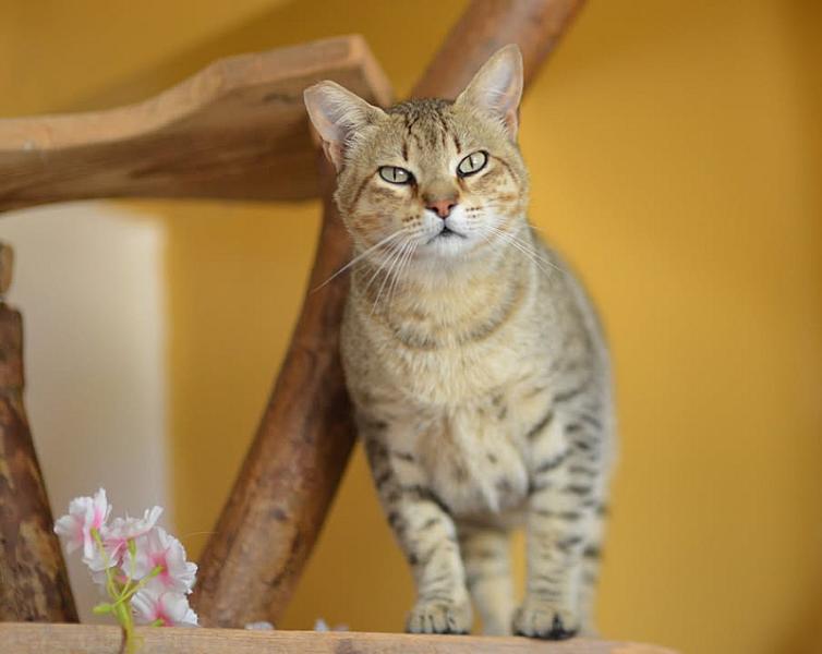 Kattenpraat