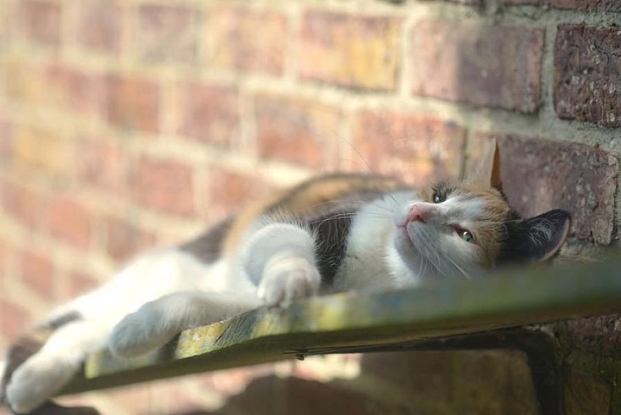 Kattenpraat