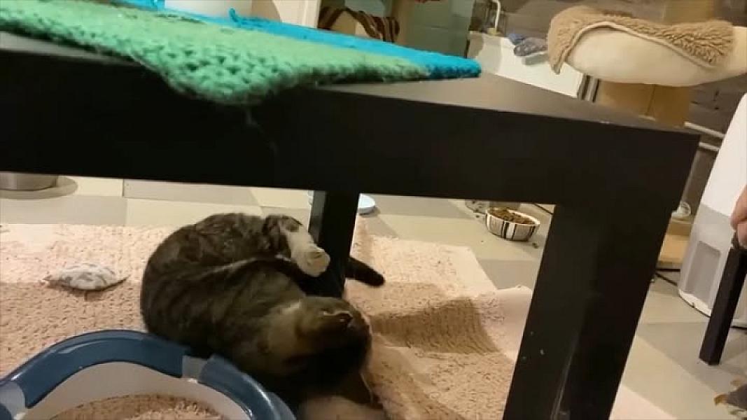 Kattenpraat