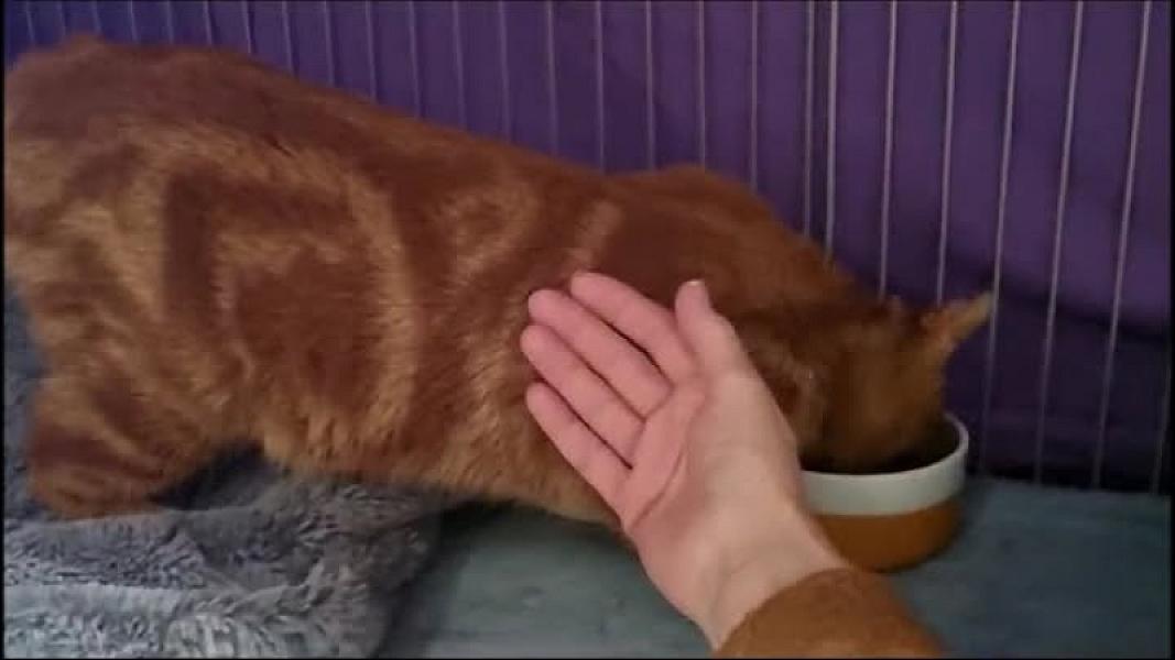 Kattenpraat