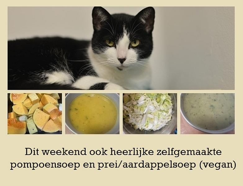 Kattenpraat