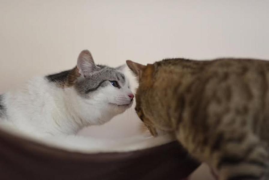 Kattenpraat