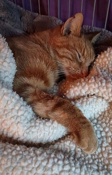 Kattenpraat