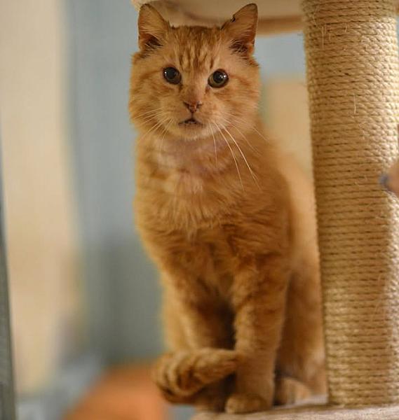 Kattenpraat