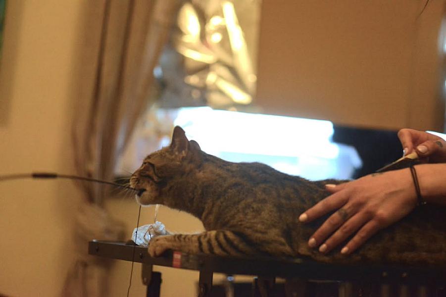 Kattenpraat