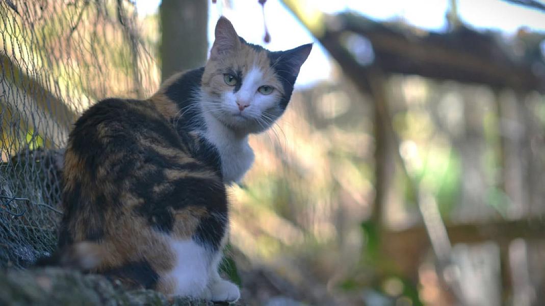 Kattenpraat
