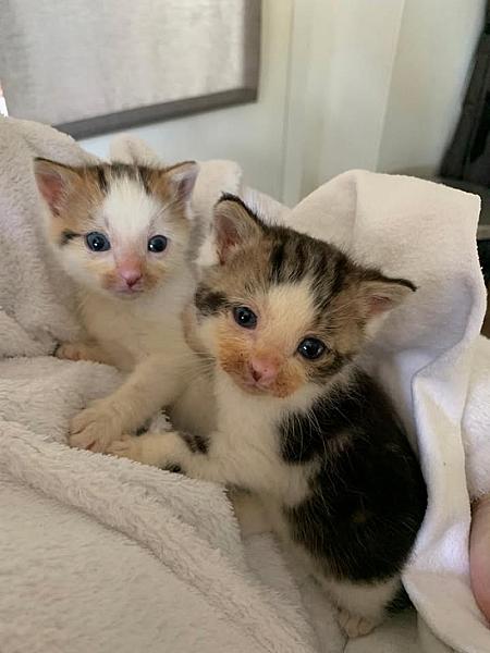 Kattenpraat