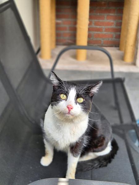 Kattenpraat