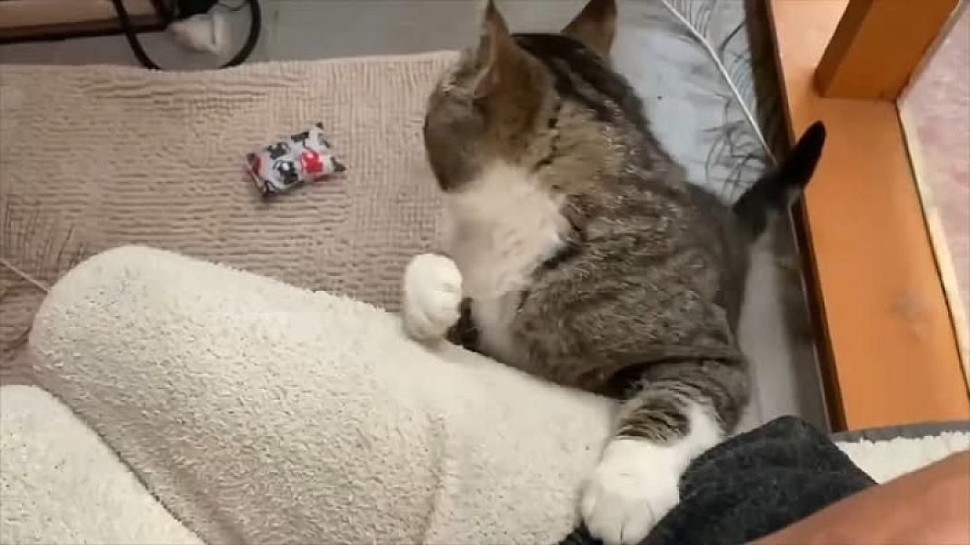 Kattenpraat