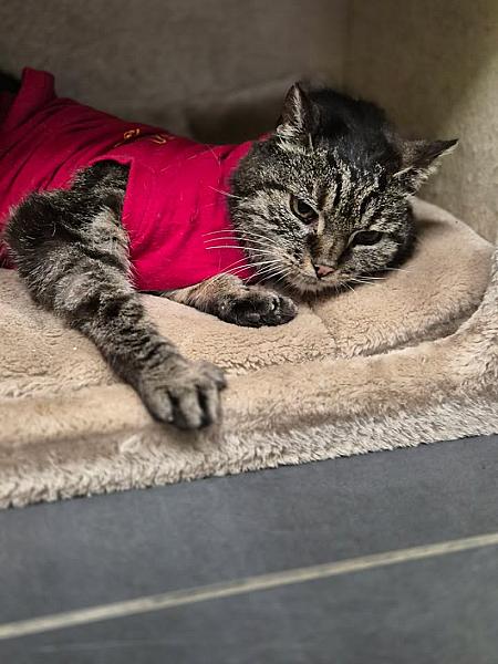 Kattenpraat