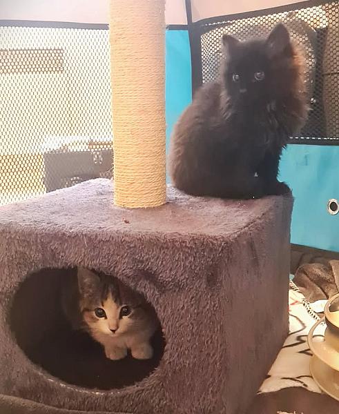 Kattenpraat