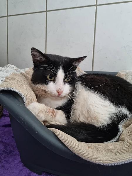 Kattenpraat