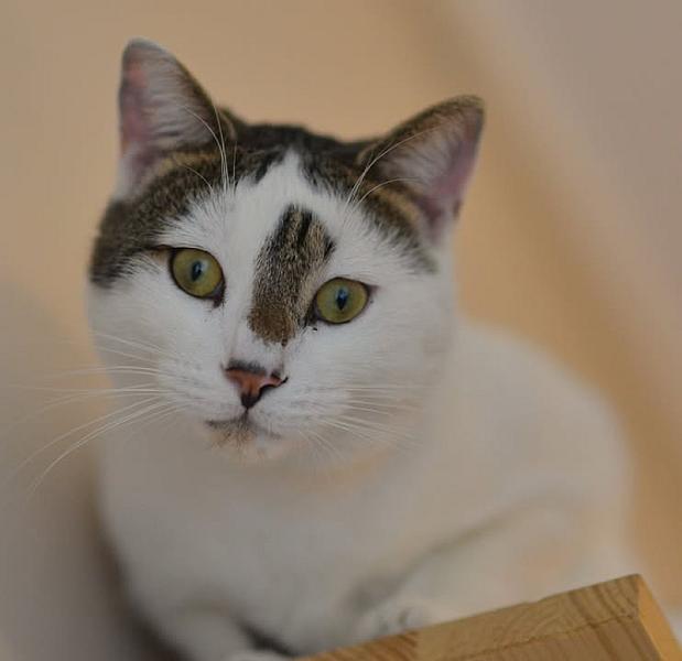 Kattenpraat
