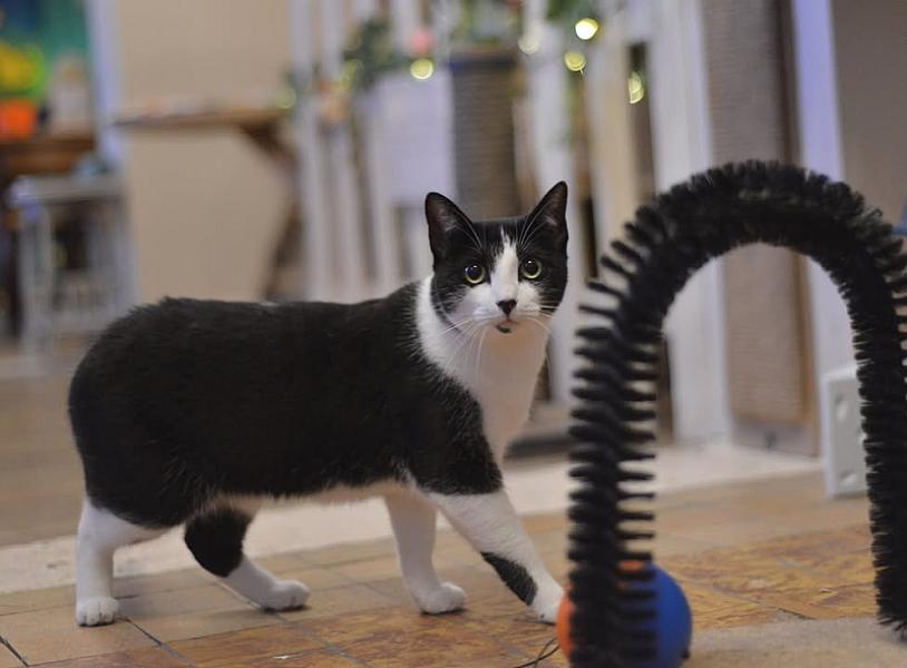 Kattenpraat